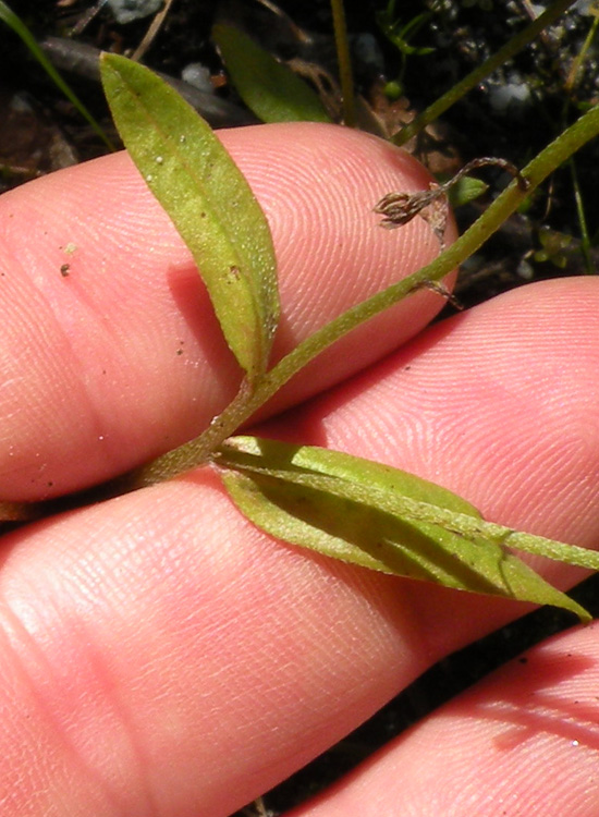 Sospetta Myosotis scorpioides dal Trentino